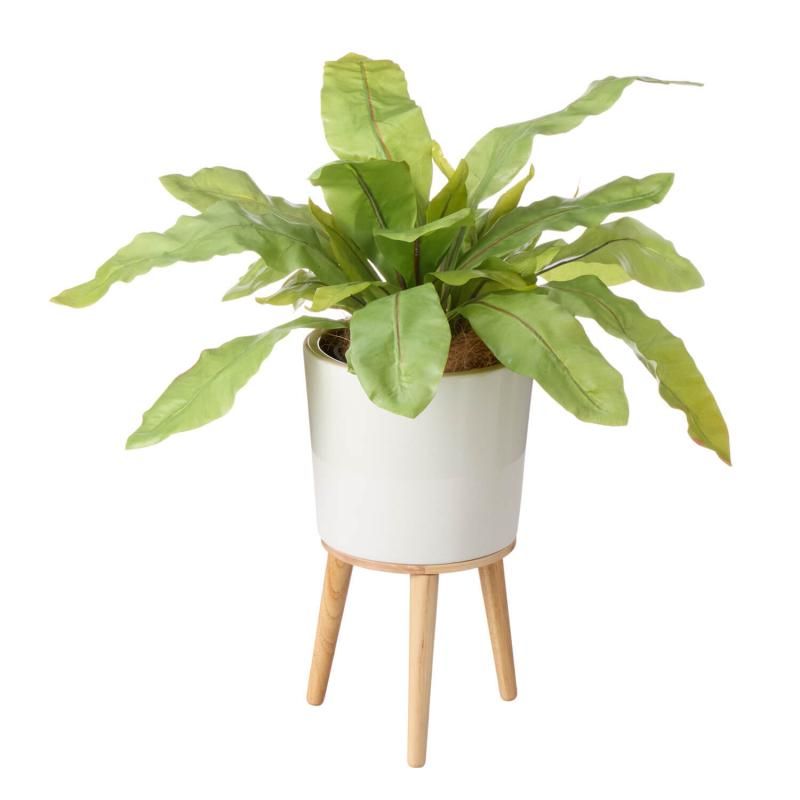 ˥勵  H80cm տʪ ե꡼<img class='new_mark_img2' src='https://img.shop-pro.jp/img/new/icons1.gif' style='border:none;display:inline;margin:0px;padding:0px;width:auto;' />