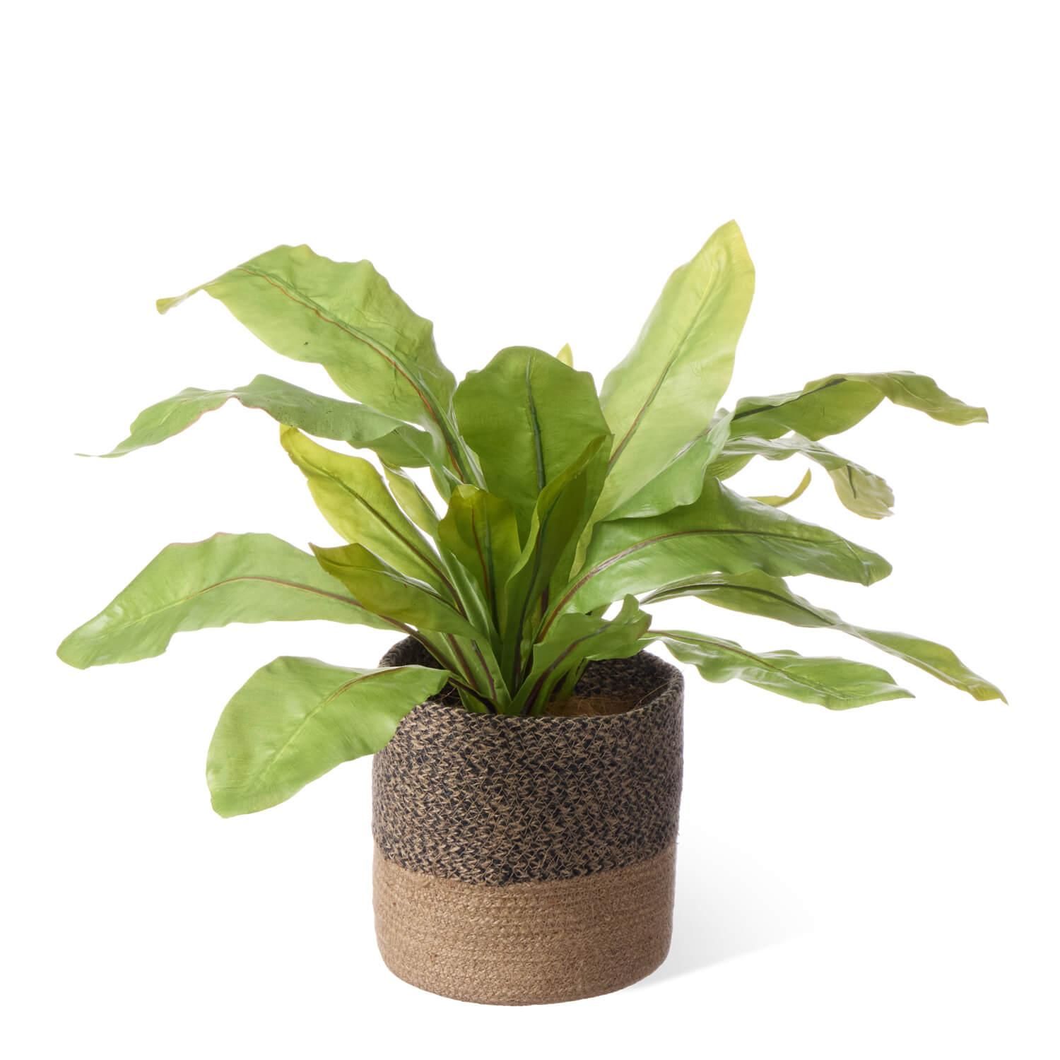 ˥勵 塼ȥݥå H42cm տʪ ե꡼<img class='new_mark_img2' src='https://img.shop-pro.jp/img/new/icons1.gif' style='border:none;display:inline;margin:0px;padding:0px;width:auto;' />