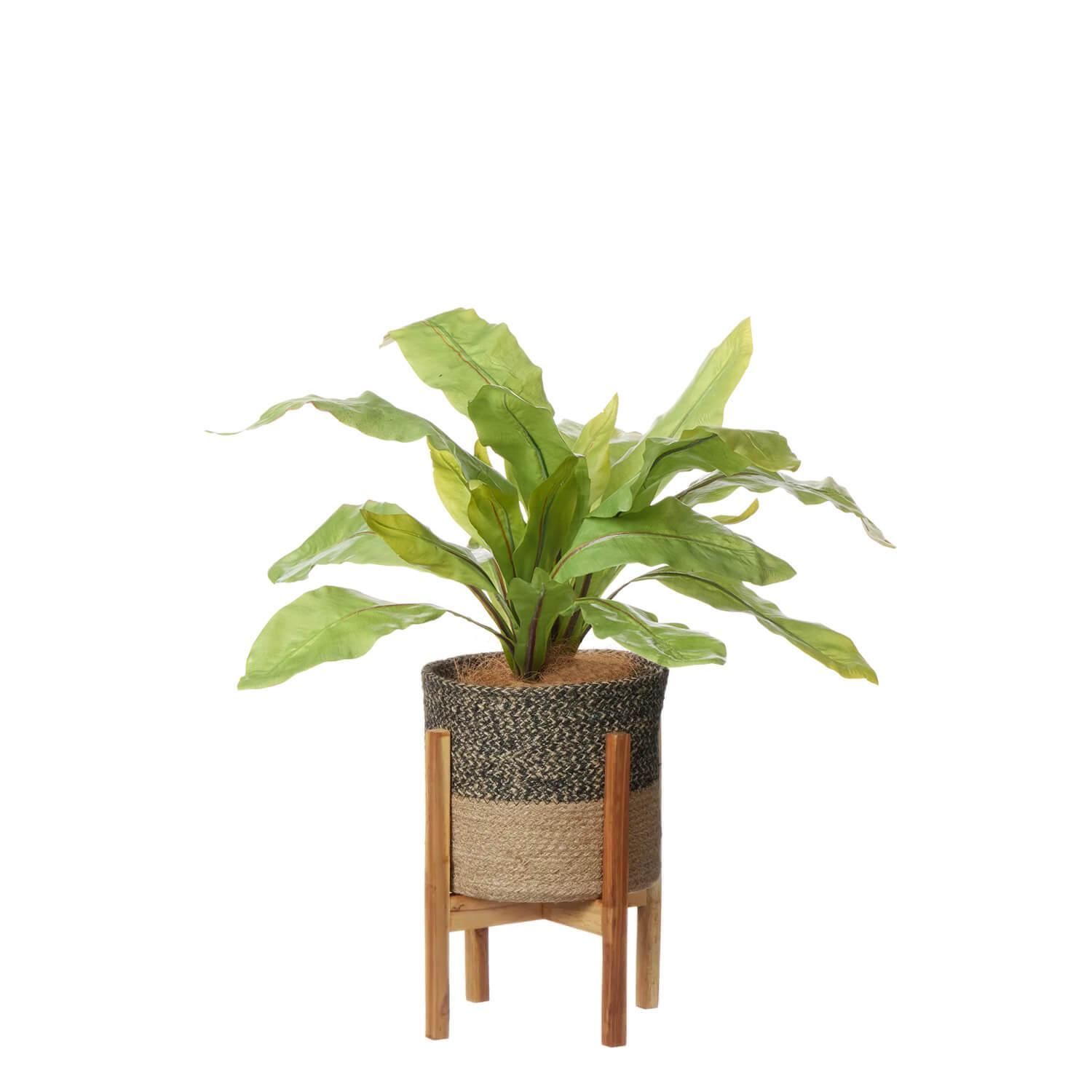 ˥勵 塼ȥݥåȵ H63cm տʪ ե꡼<img class='new_mark_img2' src='https://img.shop-pro.jp/img/new/icons1.gif' style='border:none;display:inline;margin:0px;padding:0px;width:auto;' />