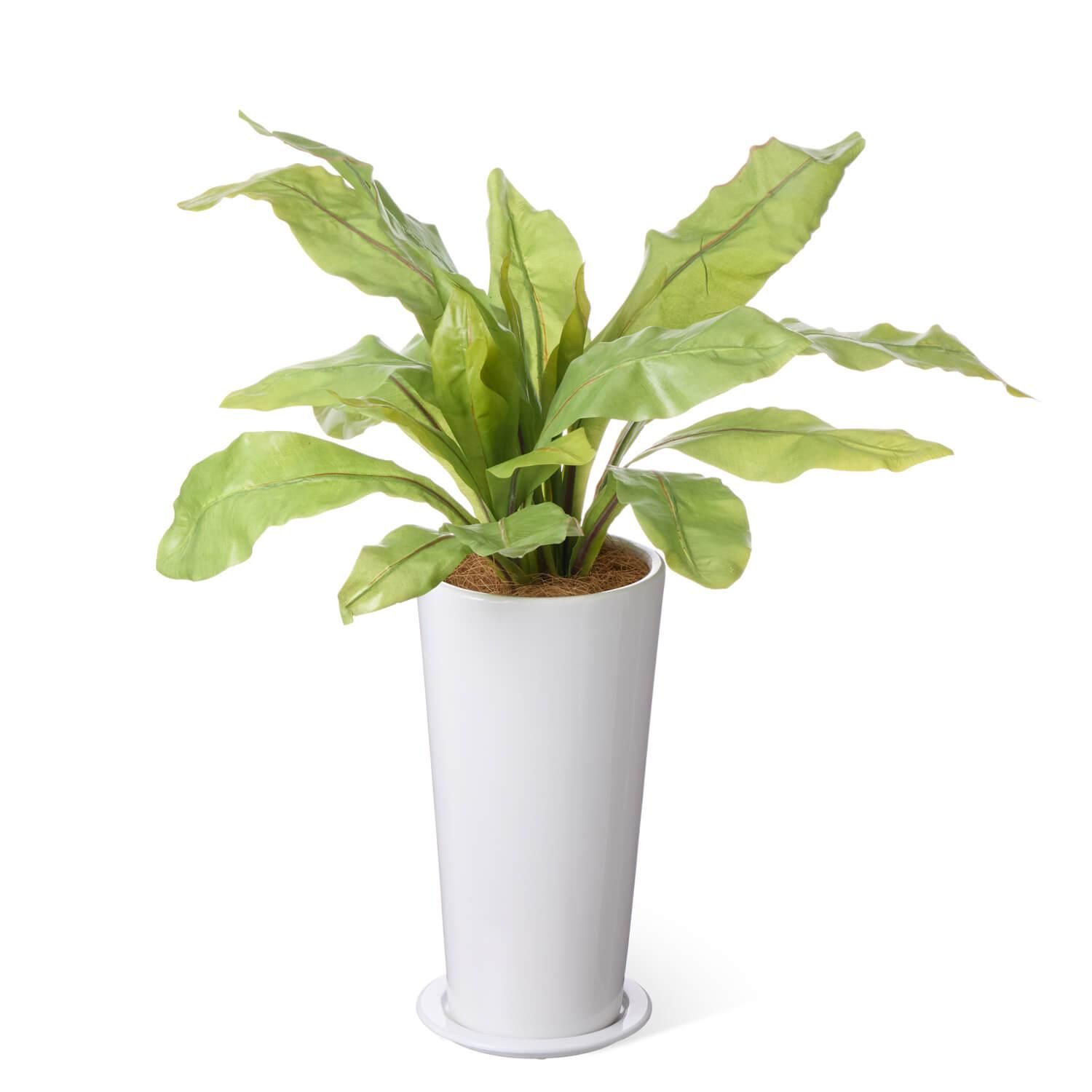 ˥勵 ץ󥿡 H70cm տʪ ե꡼<img class='new_mark_img2' src='https://img.shop-pro.jp/img/new/icons1.gif' style='border:none;display:inline;margin:0px;padding:0px;width:auto;' />