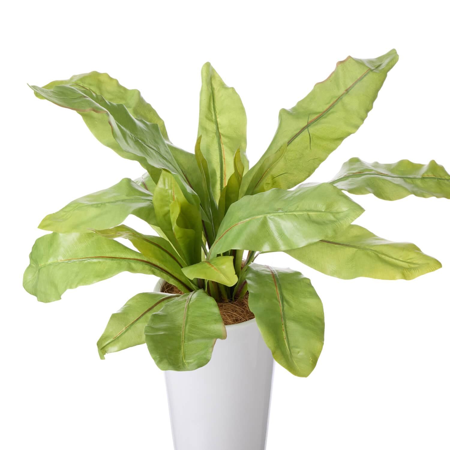 ˥勵 ץ󥿡 H70cm տʪ ե꡼<img class='new_mark_img2' src='https://img.shop-pro.jp/img/new/icons1.gif' style='border:none;display:inline;margin:0px;padding:0px;width:auto;' />