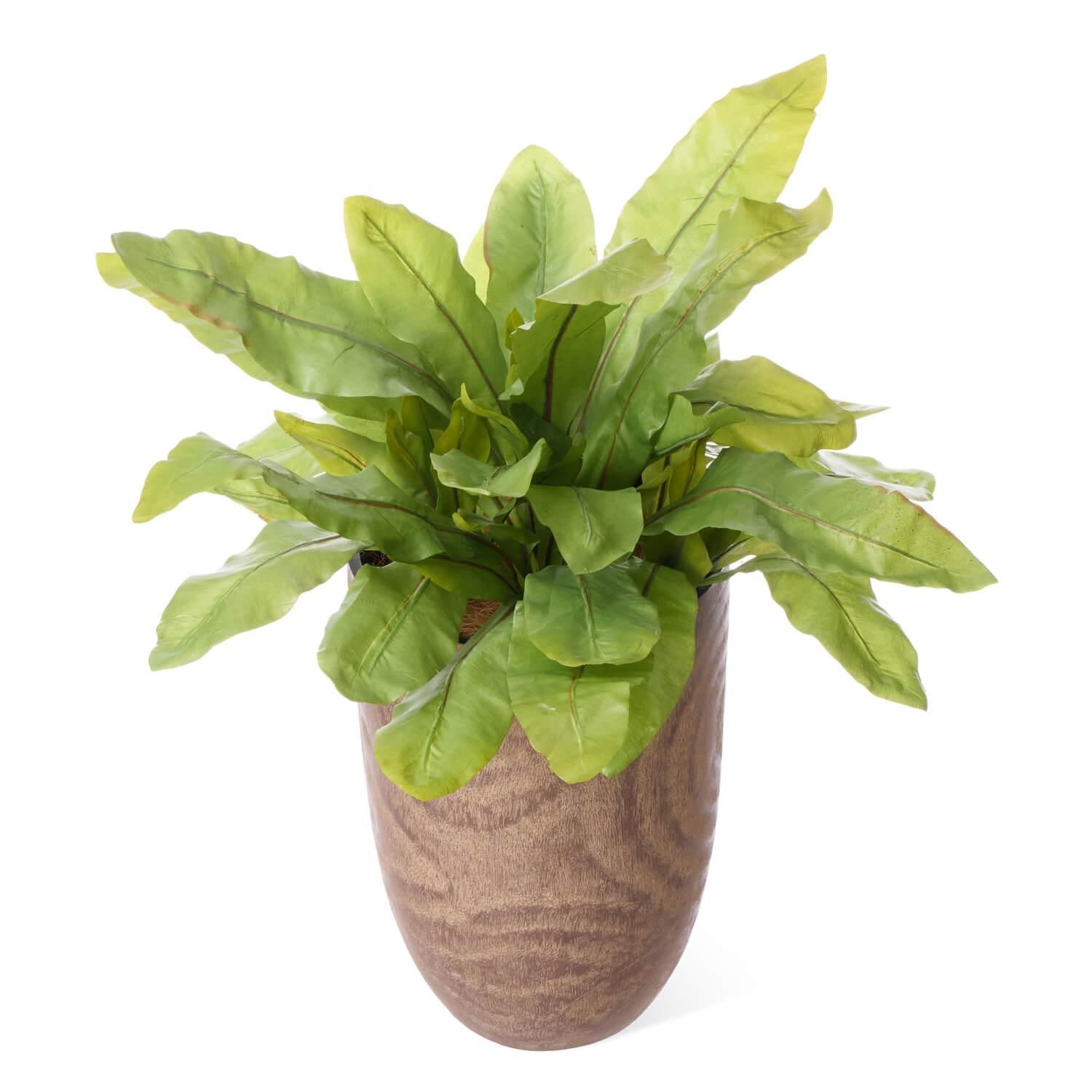 ˥勵 åɥץ󥿡 H85cm տʪ ե꡼<img class='new_mark_img2' src='https://img.shop-pro.jp/img/new/icons1.gif' style='border:none;display:inline;margin:0px;padding:0px;width:auto;' />