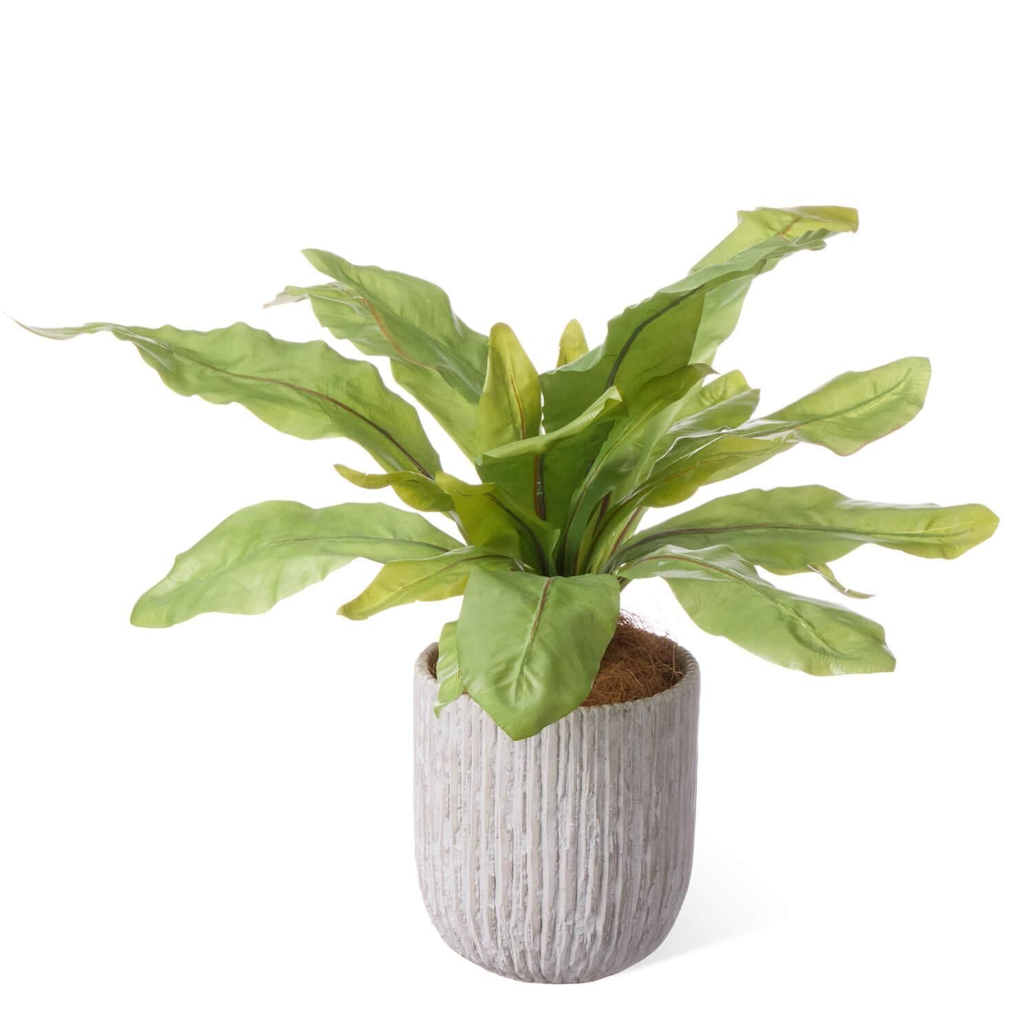 ˥勵 ٥ꥹݥåH45cm տʪ ե꡼<img class='new_mark_img2' src='https://img.shop-pro.jp/img/new/icons1.gif' style='border:none;display:inline;margin:0px;padding:0px;width:auto;' />