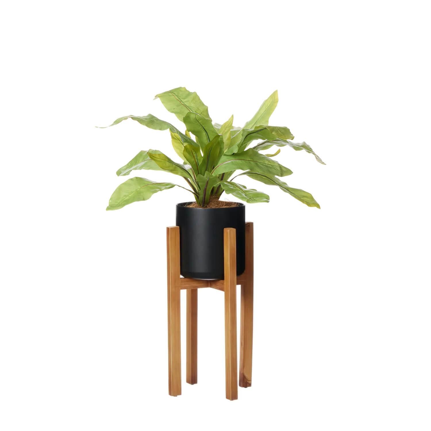 ˥勵 åɥ H72cm տʪ ե꡼<img class='new_mark_img2' src='https://img.shop-pro.jp/img/new/icons1.gif' style='border:none;display:inline;margin:0px;padding:0px;width:auto;' />