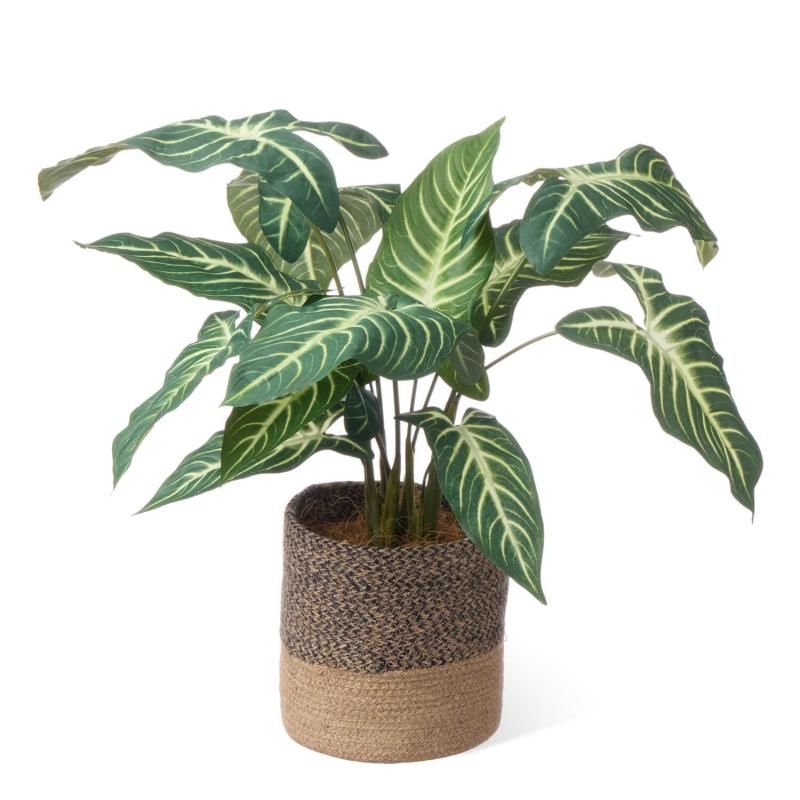 ȥ 塼ȥݥå H50cm տʪ ե꡼<img class='new_mark_img2' src='https://img.shop-pro.jp/img/new/icons1.gif' style='border:none;display:inline;margin:0px;padding:0px;width:auto;' />