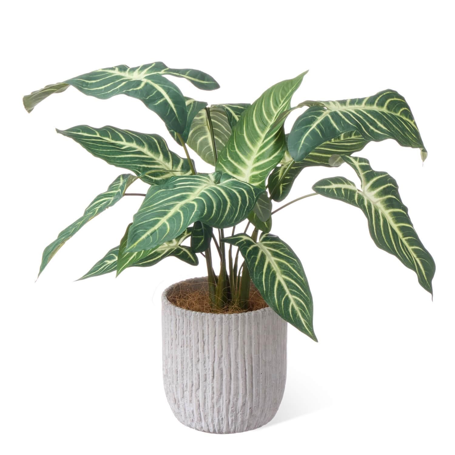 ȥ ٥ꥹݥåH47cm տʪ ե꡼<img class='new_mark_img2' src='https://img.shop-pro.jp/img/new/icons1.gif' style='border:none;display:inline;margin:0px;padding:0px;width:auto;' />