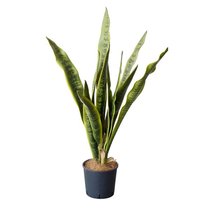 󥻥٥ꥢ ʡݥå տʪ ե꡼<img class='new_mark_img2' src='https://img.shop-pro.jp/img/new/icons1.gif' style='border:none;display:inline;margin:0px;padding:0px;width:auto;' />