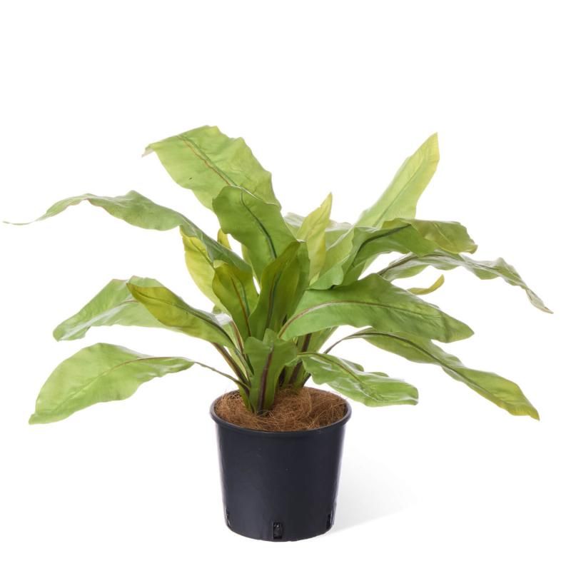 ˥勵 ʡݥå տʪ ե꡼<img class='new_mark_img2' src='https://img.shop-pro.jp/img/new/icons1.gif' style='border:none;display:inline;margin:0px;padding:0px;width:auto;' />