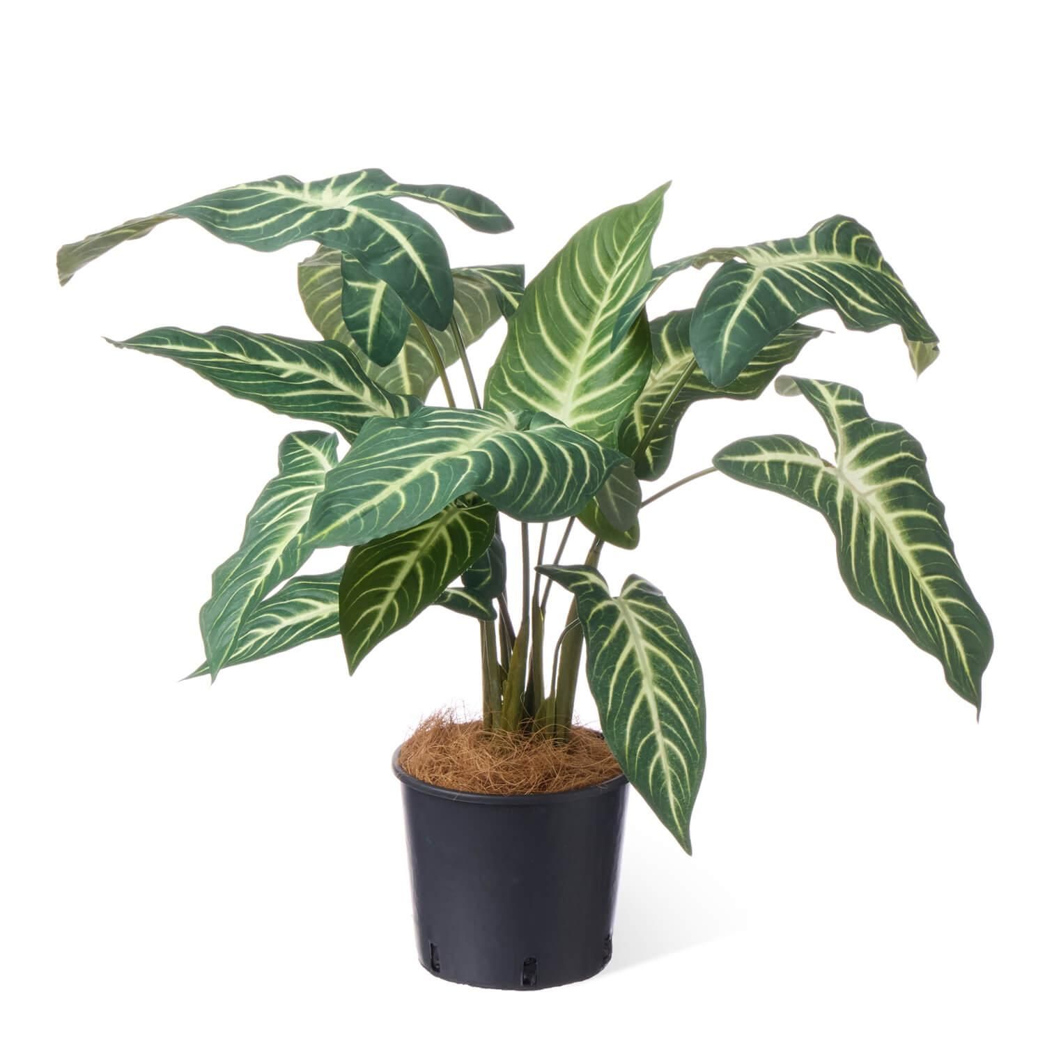 ȥ ʡݥå տʪ ե꡼<img class='new_mark_img2' src='https://img.shop-pro.jp/img/new/icons1.gif' style='border:none;display:inline;margin:0px;padding:0px;width:auto;' />