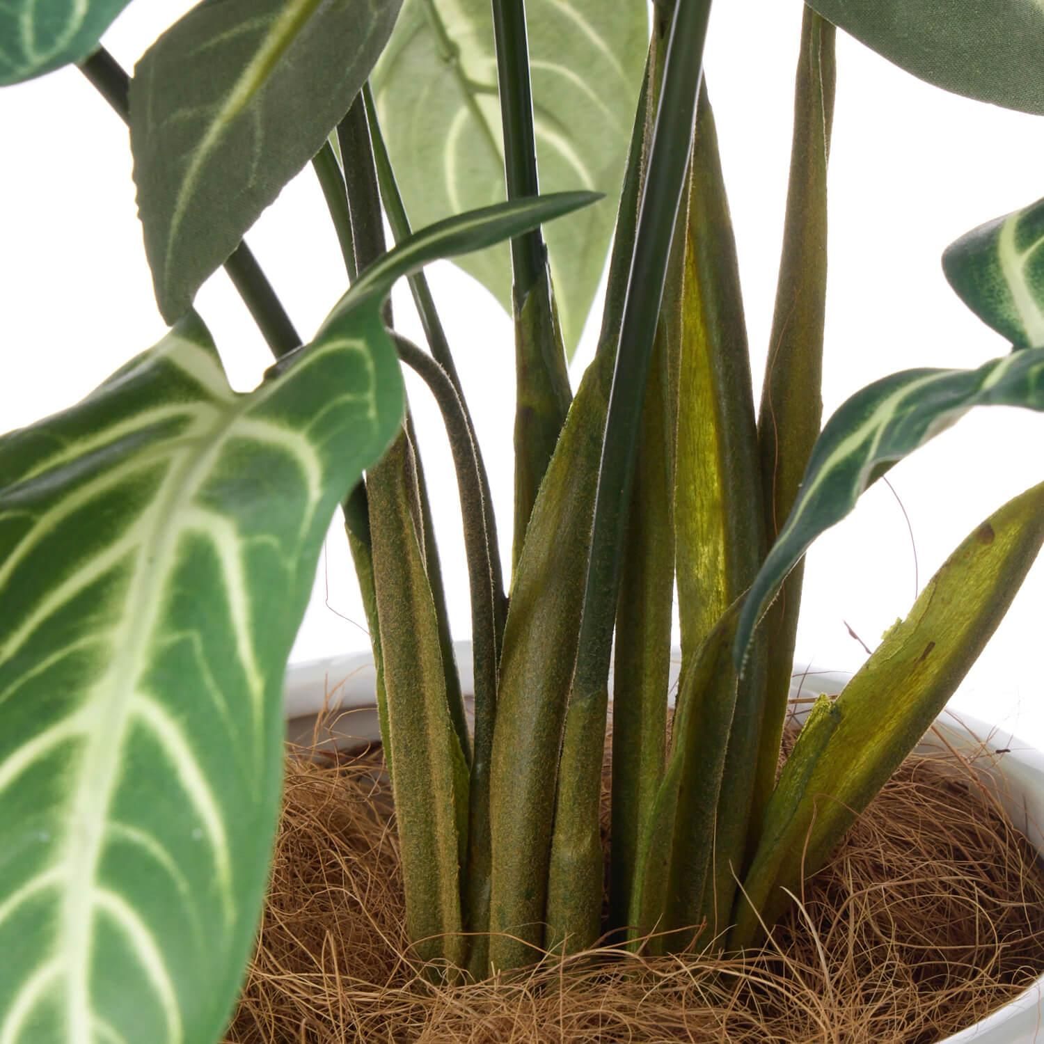 ȥ ʡݥå տʪ ե꡼<img class='new_mark_img2' src='https://img.shop-pro.jp/img/new/icons1.gif' style='border:none;display:inline;margin:0px;padding:0px;width:auto;' />