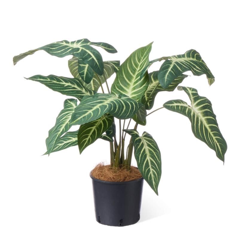 ȥ ʡݥå տʪ ե꡼<img class='new_mark_img2' src='https://img.shop-pro.jp/img/new/icons1.gif' style='border:none;display:inline;margin:0px;padding:0px;width:auto;' />