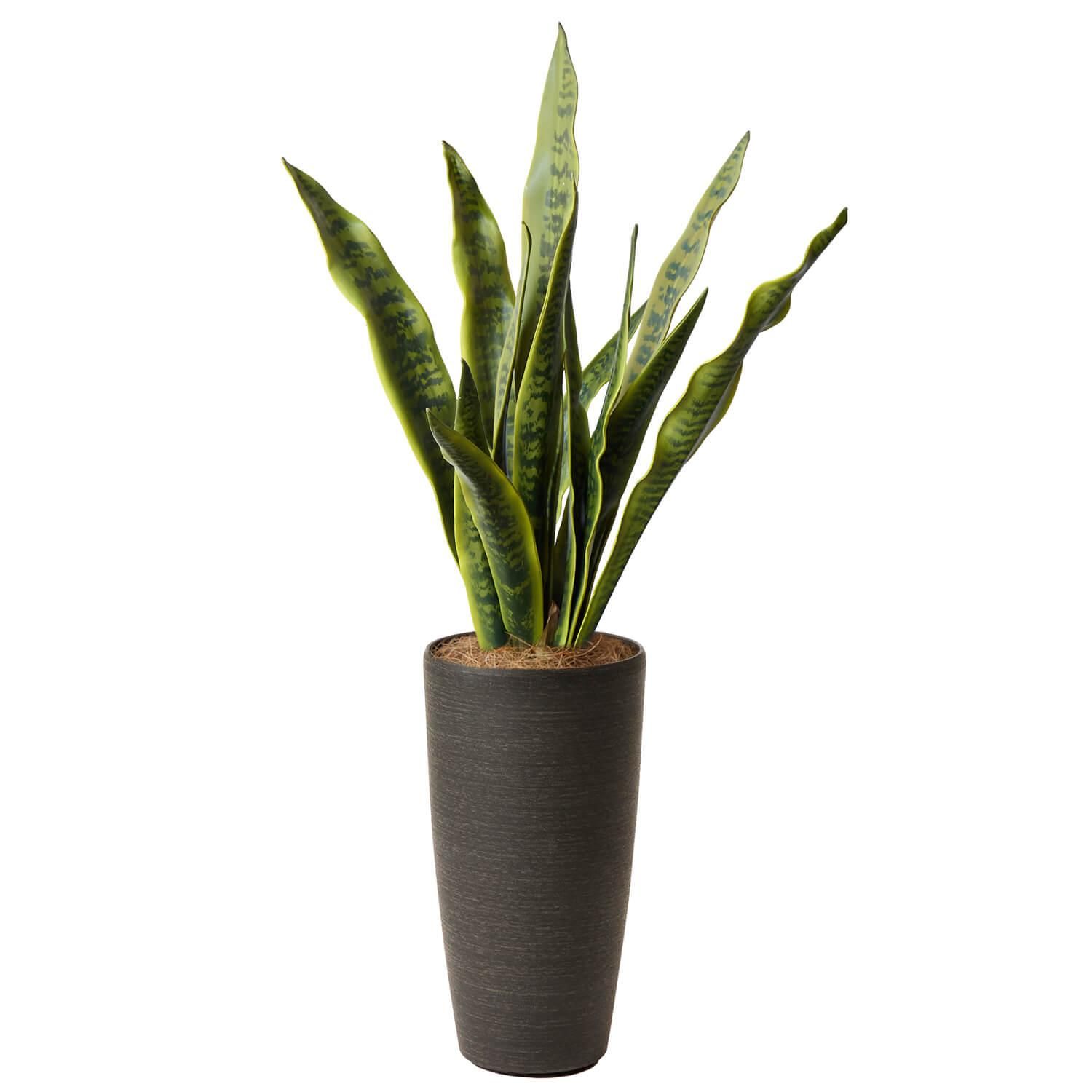 󥻥٥ꥢ TPץ󥿡 H112cm տʪ ե꡼<img class='new_mark_img2' src='https://img.shop-pro.jp/img/new/icons1.gif' style='border:none;display:inline;margin:0px;padding:0px;width:auto;' />