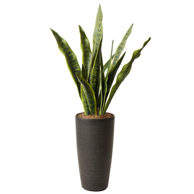 󥻥٥ꥢ TPץ󥿡 H112cm տʪ ե꡼<img class='new_mark_img2' src='https://img.shop-pro.jp/img/new/icons1.gif' style='border:none;display:inline;margin:0px;padding:0px;width:auto;' />