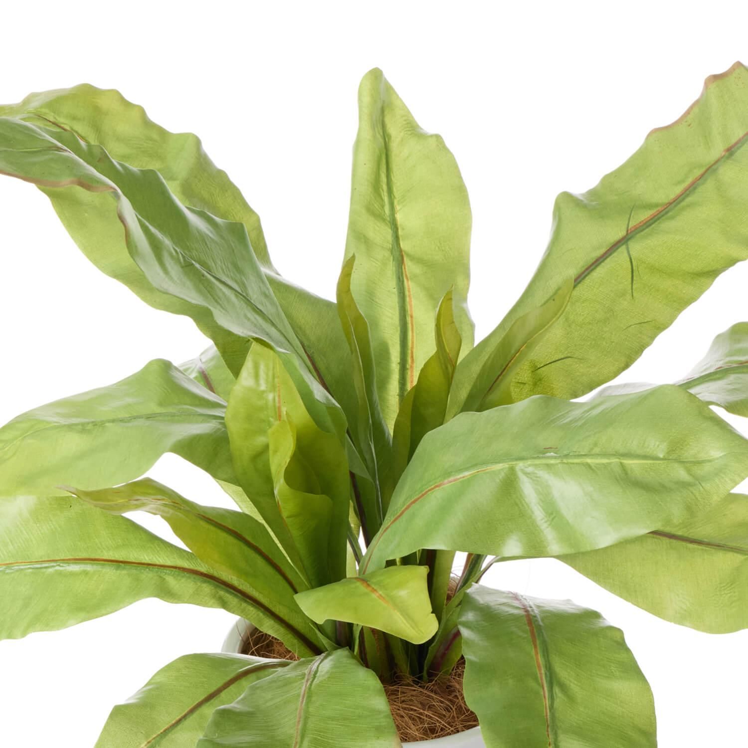 ˥勵 åݥåȵ H85cm 졼 տʪ ե꡼<img class='new_mark_img2' src='https://img.shop-pro.jp/img/new/icons1.gif' style='border:none;display:inline;margin:0px;padding:0px;width:auto;' />