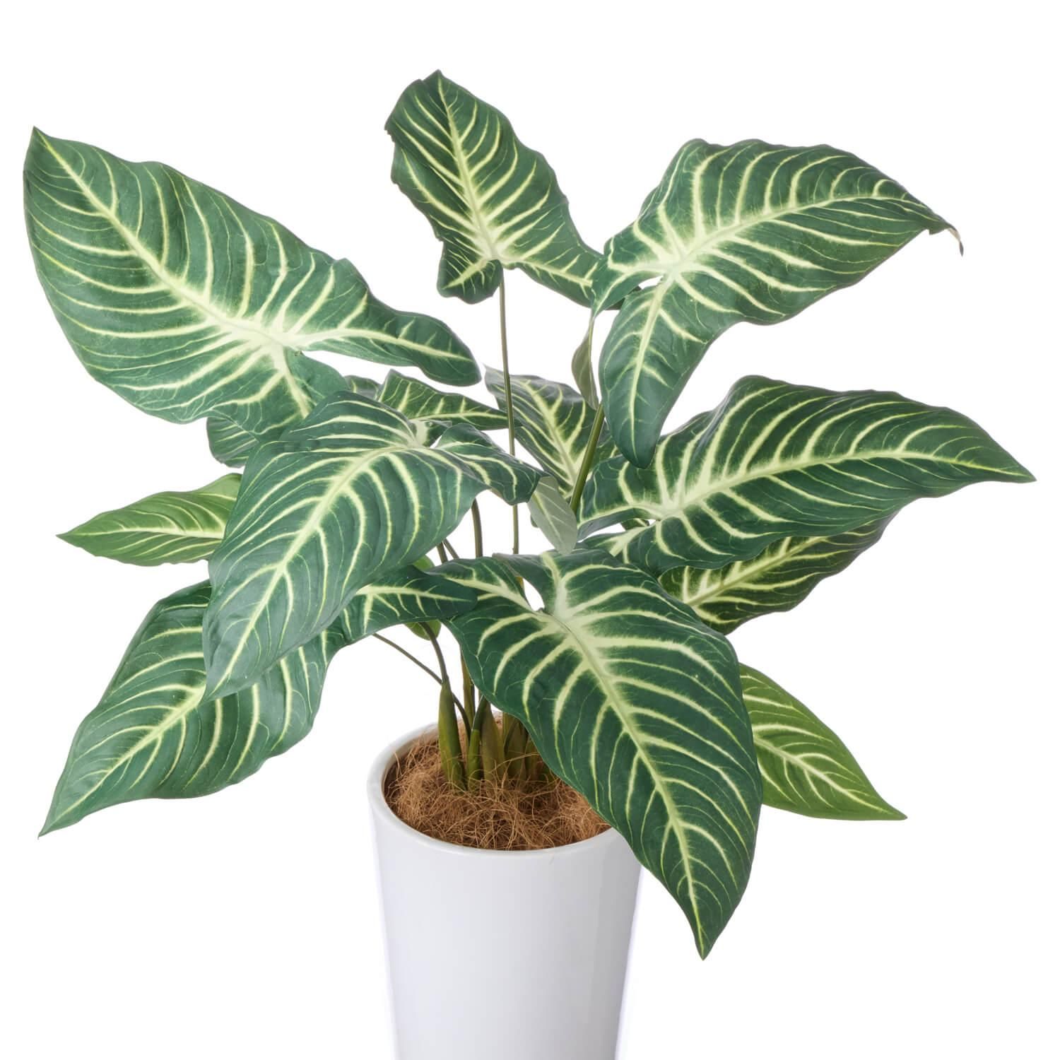 ȥ ץ󥿡 H75cm տʪ ե꡼<img class='new_mark_img2' src='https://img.shop-pro.jp/img/new/icons1.gif' style='border:none;display:inline;margin:0px;padding:0px;width:auto;' />