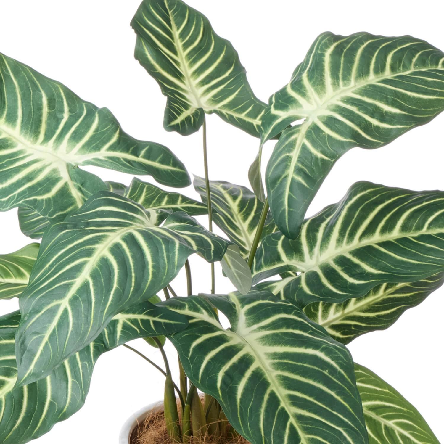 ȥ ץ󥿡 H75cm տʪ ե꡼<img class='new_mark_img2' src='https://img.shop-pro.jp/img/new/icons1.gif' style='border:none;display:inline;margin:0px;padding:0px;width:auto;' />