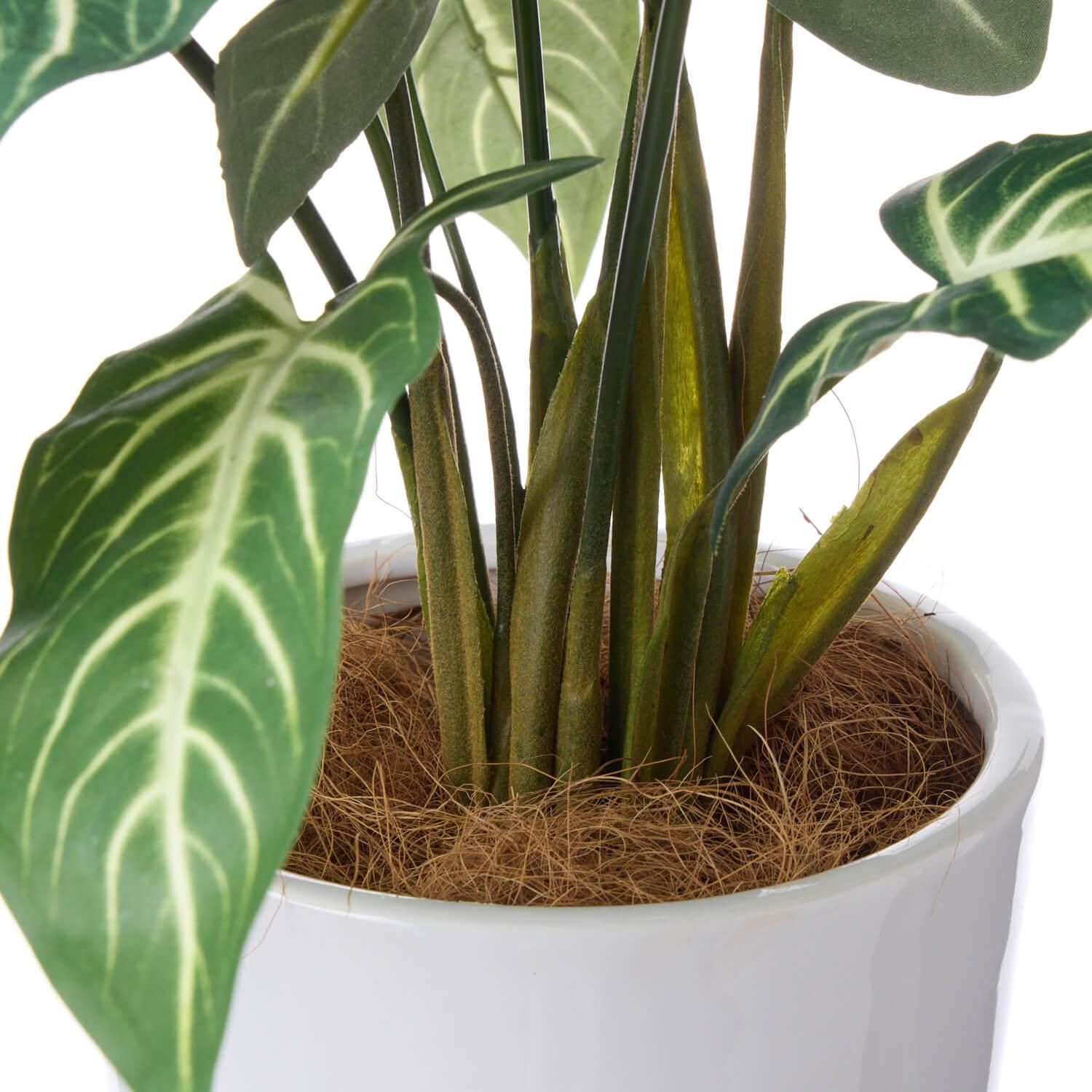 ȥ ץ󥿡 H75cm տʪ ե꡼<img class='new_mark_img2' src='https://img.shop-pro.jp/img/new/icons1.gif' style='border:none;display:inline;margin:0px;padding:0px;width:auto;' />