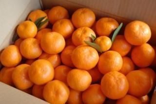 カンキツ詰合せ約7kg(全国一律送料込）(北海道・沖縄＋600円