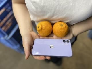 ꤷ̤Ҳ祭2.53ʾ̥