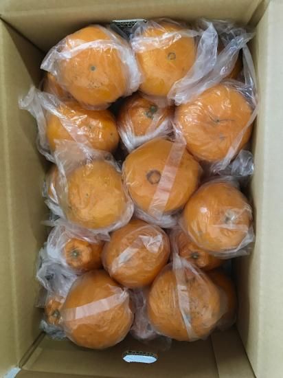 ☆さかさにょろ☆ | 秩父の釣具屋【城峰釣具店】