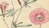 ҥ륬 Convolvulaceae