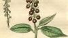 ڥƥꥢ Petiveriaceae