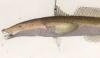  Sillaginidae