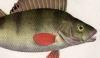 ڥ륫 Percidae