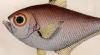 ϥݲ Pempheridae