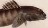 ϥ Gobiidae