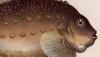 󥴥 Cyclopteridae