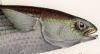 ܥ Mugilidae