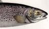  Salmonidae