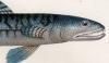  Synodontidae
