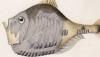 ͥ Sternoptychidae