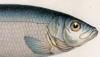 ˥ Clupeidae