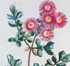 Plantarum succulentarum historia