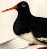 Illustrations of Ornithology
