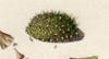 ܥ Grimmiaceae
