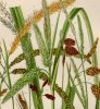 The Grasses Sedges and Ferns of Great Britain