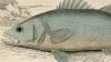 Ͳ Moronidae