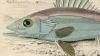 ϥ Serranidae