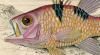 ƥ󥸥 Apogonidae