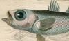 䥻Ĳ Epigonidae