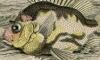 ӥ Pentacerotidae