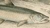  Gadidae