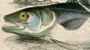 롼 Merlucciidae