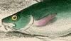  Moridae