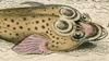 Х Gobiesocidae