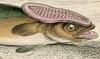 Х󥶥 Echeneidae